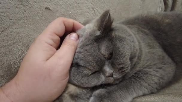 Gatto Grigio Britannico Gatto Sdraiato Sul Divano Faccia Gatto Occhi — Video Stock