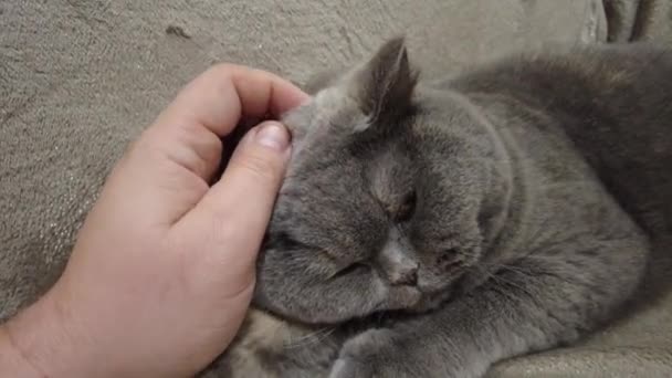 Gato Gris Británico Gato Está Acostado Sofá Cara Gato Ojos — Vídeo de stock