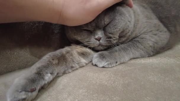 Gato Gris Británico Gato Está Acostado Sofá Cara Gato Ojos — Vídeo de stock