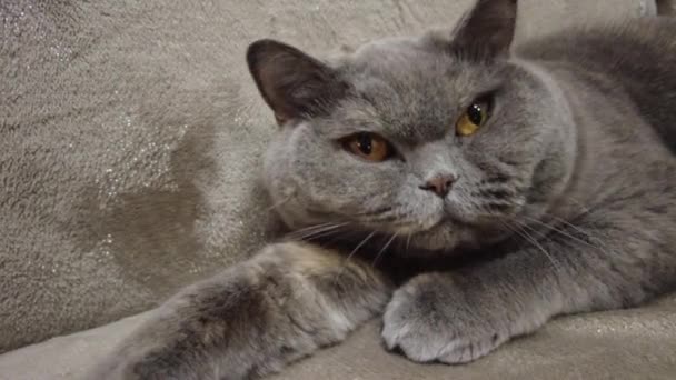 Βρετανική Γκρίζα Γάτα Γάτα Είναι Ξαπλωμένη Στον Καναπέ Γατομούρη Μάτια — Αρχείο Βίντεο