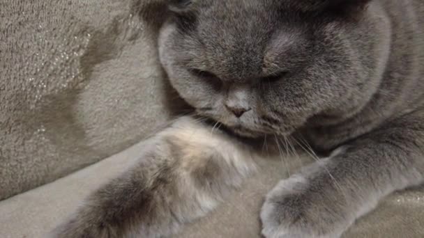 Gatto Grigio Britannico Gatto Sdraiato Sul Divano Faccia Gatto Occhi — Video Stock