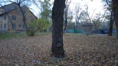 Modern yerleşim alanı olan şehir manzarası, yeni apartmanlar ve sonbaharda yaya geçidi ve ağaçları olan yeşil avlu. Bahçede sonbahar yaprakları. Eski evin avlusunda yürü.