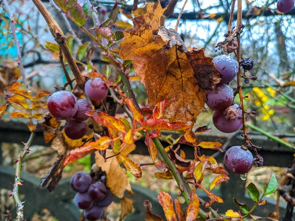 Bayas Uva Con Gotas Lluvia Uvas Púrpuras Racimos Uvas Otoño — Foto de Stock