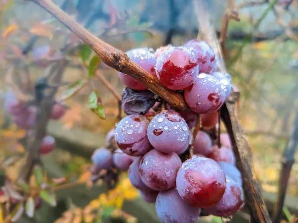 Bayas Uva Con Gotas Lluvia Uvas Púrpuras Racimos Uvas Otoño — Foto de Stock