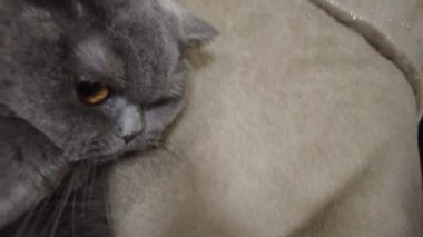İngiliz gri kedisi. Kedi kanepede yatıyor. Kedi suratlı. Bir kedinin gözleri ve bıyıkları. Kızgın kedi. Kedi tıslar ve ısırır..