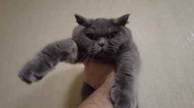 İngiliz gri kedisi. Kedi kanepede yatıyor. Kedi suratlı. Bir kedinin gözleri ve bıyıkları. Kızgın kedi. Kedi tıslar ve ısırır..