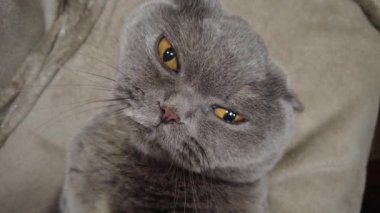 İngiliz gri kedisi. Kedi kanepede yatıyor. Kedi suratlı. Bir kedinin gözleri ve bıyıkları. Kızgın kedi. Kedi tıslar ve ısırır..