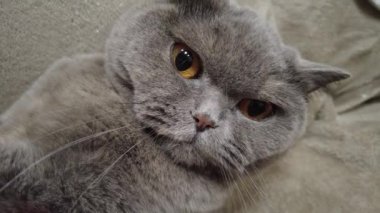 İngiliz gri kedisi. Kedi kanepede yatıyor. Kedi suratlı. Bir kedinin gözleri ve bıyıkları. Kızgın kedi. Kedi tıslar ve ısırır..