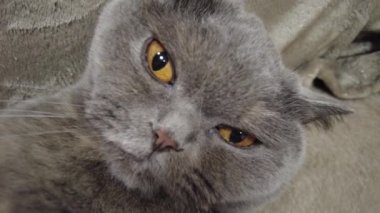 İngiliz gri kedisi. Kedi kanepede yatıyor. Kedi suratlı. Bir kedinin gözleri ve bıyıkları. Kızgın kedi. Kedi tıslar ve ısırır..