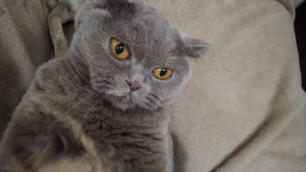 British Gray Cat Cat Lying Couch Cat Face Eyes Whiskers — Stock Video