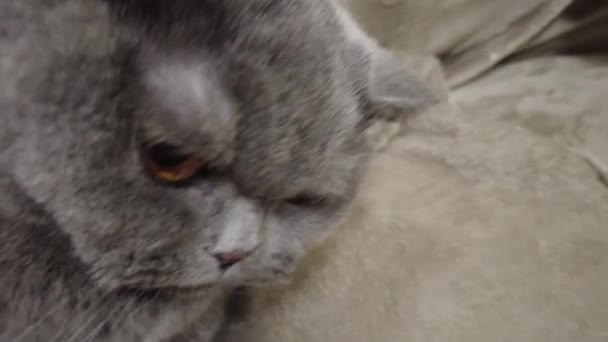 イギリスの灰色の猫 猫はソファに寝そべってる 猫の顔 猫の目とひげ 怒ってる猫 猫の組織と刺され — ストック動画