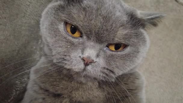 英国灰猫 猫躺在沙发上 猫的眼睛和胡须 愤怒的猫猫发出嘶嘶声又咬又咬 — 图库视频影像