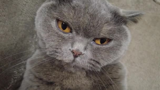 Chat Gris Britannique Chat Est Allongé Sur Canapé Visage Chat — Video