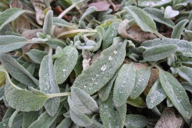 Çimenlere çiy damlaları, çimenlere büyük damlalar. Yağmur üstüne çimen. Erimiş buz yeşil çimen değildir.