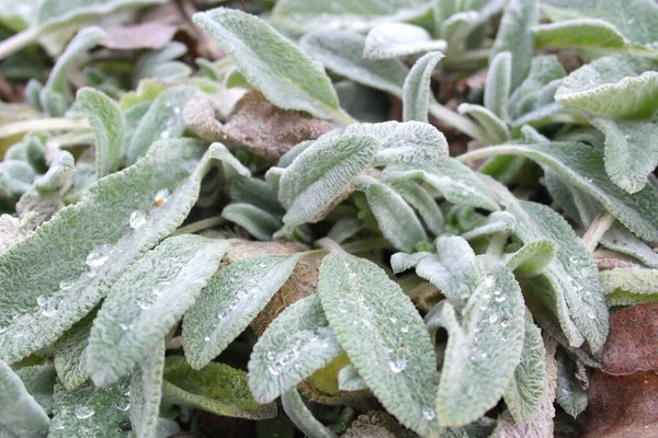 草の上に露が落ちます 草の上に大きな滴 雨の後の草 氷は緑の草ではなく — ストック写真