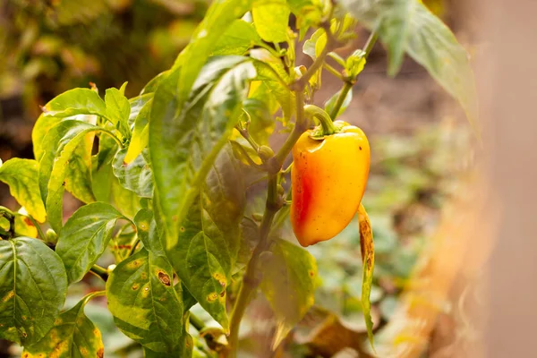 Paprika Barevná Zelenina Hrášek Žlutá Zelená Červená Paprika Pěstování Papriky — Stock fotografie