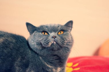 gray british cat. cat eyes and muzzle. the cat is resting. paws, whiskers and