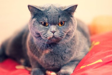 gray british cat. cat eyes and muzzle. the cat is resting. paws, whiskers and