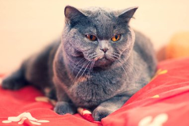 gray british cat. cat eyes and muzzle. the cat is resting. paws, whiskers and