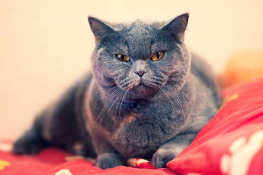 gray british cat. cat eyes and muzzle. the cat is resting. paws, whiskers and
