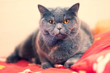 gray british cat. cat eyes and muzzle. the cat is resting. paws, whiskers and