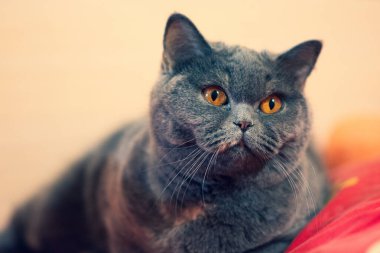 gray british cat. cat eyes and muzzle. the cat is resting. paws, whiskers and
