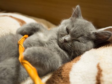 gray british cat. cat eyes and muzzle. the cat is resting. paws, whiskers and