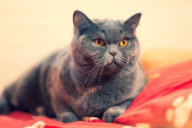 gray british cat. cat eyes and muzzle. the cat is resting. paws, whiskers and