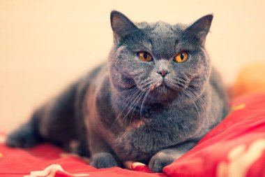 gray british cat. cat eyes and muzzle. the cat is resting. paws, whiskers and