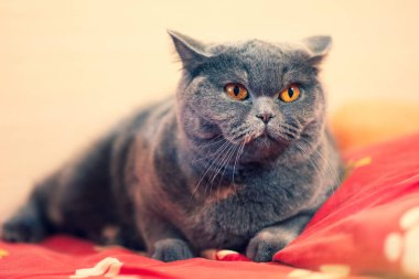gray british cat. cat eyes and muzzle. the cat is resting. paws, whiskers and