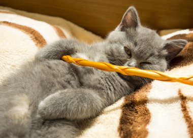 gray british cat. cat eyes and muzzle. the cat is resting. paws, whiskers and