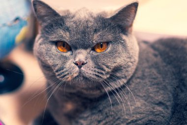 gray british cat. cat eyes and muzzle. the cat is resting. paws, whiskers and