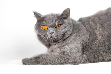 gray british cat. cat eyes and muzzle. the cat is resting. paws, whiskers and