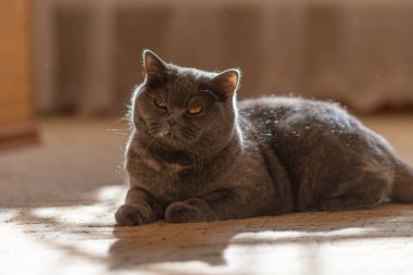 gray british cat. cat eyes and muzzle. the cat is resting. paws, whiskers and