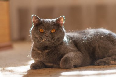 gray british cat. cat eyes and muzzle. the cat is resting. paws, whiskers and