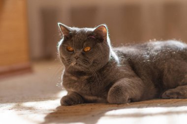 gray british cat. cat eyes and muzzle. the cat is resting. paws, whiskers and