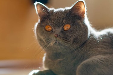 gray british cat. cat eyes and muzzle. the cat is resting. paws, whiskers and