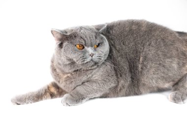 gray british cat. cat eyes and muzzle. the cat is resting. paws, whiskers and