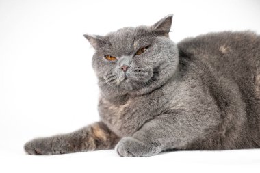 gray british cat. cat eyes and muzzle. the cat is resting. paws, whiskers and