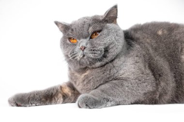 gray british cat. cat eyes and muzzle. the cat is resting. paws, whiskers and