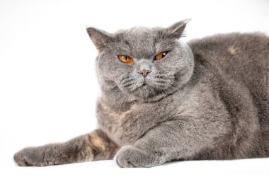 gray british cat. cat eyes and muzzle. the cat is resting. paws, whiskers and
