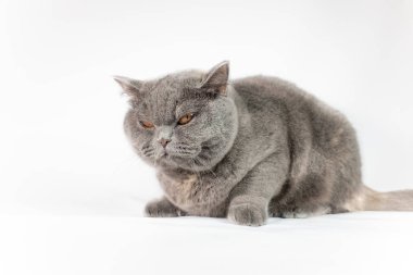 gray british cat. cat eyes and muzzle. the cat is resting. paws, whiskers and