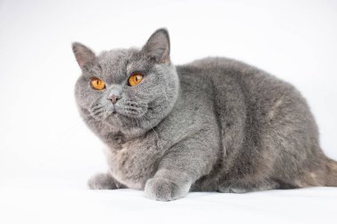 gray british cat. cat eyes and muzzle. the cat is resting. paws, whiskers and