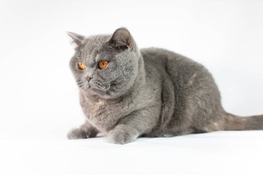 gray british cat. cat eyes and muzzle. the cat is resting. paws, whiskers and