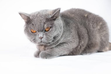 gray british cat. cat eyes and muzzle. the cat is resting. paws, whiskers and