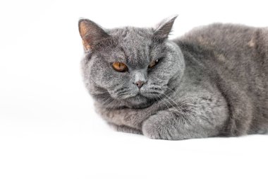 gray british cat. cat eyes and muzzle. the cat is resting. paws, whiskers and