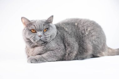 gray british cat. cat eyes and muzzle. the cat is resting. paws, whiskers and