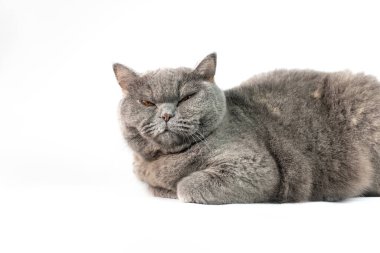 gray british cat. cat eyes and muzzle. the cat is resting. paws, whiskers and