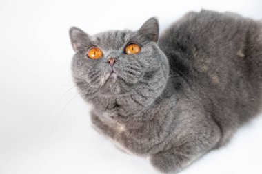 gray british cat. cat eyes and muzzle. the cat is resting. paws, whiskers and