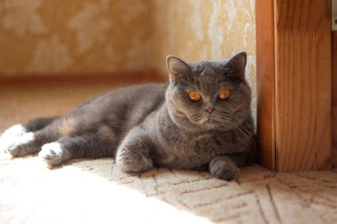 gray british cat. cat eyes and muzzle. the cat is resting. paws, whiskers and